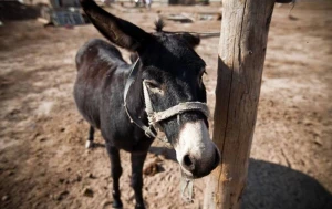 Azərbaycanda eşşəklərin sayı son 1 ildə azalıb