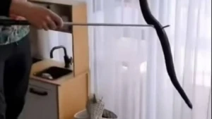 Oyuncaq qutusundan çıxanlar dəhşətə gətirdi - FOTO