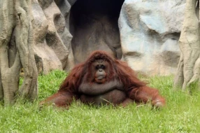 Bu ölkə \"oranqutan diplomatiyası\"na başlayır