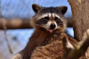 Tokioda yenot \"işğalı\": Bir ildə 2,8 milyon dollar ziyan vurublar