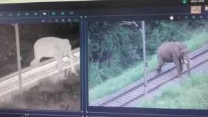 Bu ölkədə qatarların vurması nəticəsində ölən fillər üçün hökumət hərəkətə keçdi