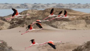 Sərnişin təyyarəsi flaminqo sürüsünə çırpıldı: 36 quş öldü