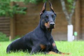 Doberman təliminin qaydaları - İntizam və sadiqlik texnikaları!