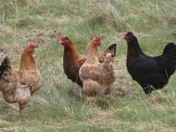 Göydən toyuq \"YAĞDI\" - VİDEO