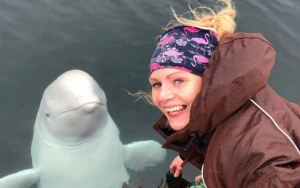 Məşhur “casus balina” öldü 