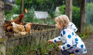 3 yaşlı uşaq quş qripinə yoluxdu
