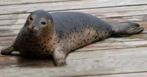Suiti otel otağında yuxuya getdi - FOTO