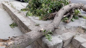 Maştağada ağacların kəsilməsi faktı üzrə cinayət işi açıldı