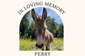 \"Şrek\"in uzunqulağı öldü 