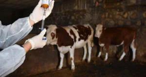 Bu ölkədə 35 ildən sonra gələn xəstəlik narahatlıq yaratdı 