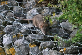 Narkotik aludəçisi olan siçovullar anbarı basdı
