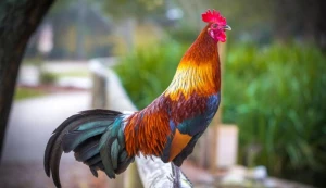 İftara xoruz kəsmək istədi - Həyatından oldu