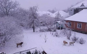 Bu rayonlara qar yağdı