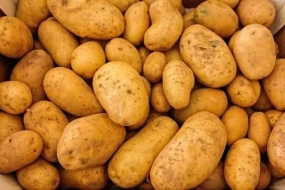 Kartofun bahalaşmasının SƏBƏBİ