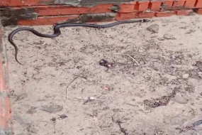İlanların insanlardan çox olduğu ADA