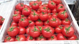 Bu ölkədən gətirilən pomidorlarda virus aşkarlandı