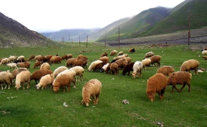 11 qoyun tələf oldu: Türkiyədə müəmmalı hadisə - FOTO