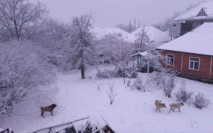 Rayonlara qar yağır