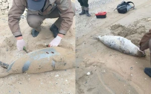 Çoxlu sayda ölü suiti aşkarlandı 
