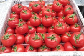 Bu ölkədən pomidor idxalına qadağa qoyuldu