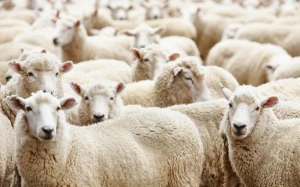Qurban bayramı ilə bağlı fətva verildi