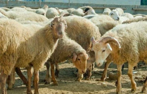 Qurbanlıq heyvanların satışı və kəsim ÜNVANLARI