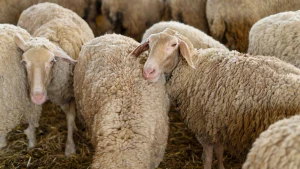 Qurban bayramı ərəfəsində alıcı qıtlığı - Satıcılar narazıdırlar