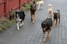 Küçə itləri təkcə insanlara yox, əmlaka da ziyan vurur – Kim cavabdehdir?
