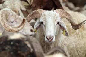 Bu şəxslər qurban kəsə bilməz - AÇIQLAMA