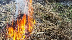 Salyanda ferma yandı - 45 baş heyvan tələf oldu