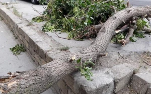 Bakıda güclü külək ağacı qadının üzərinə aşırdı