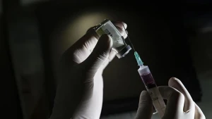 Dünyada ilk dəfə&nbsp;qarayara peyvəndi hazırlandı