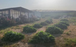 881 kiloqram çətənə kolu aşkarlandı - Bakıda xüsusi əməliyyat 