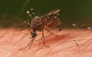 Ağcaqanadlar vasitəsilə virus yayılır - Gizli təhlükə 