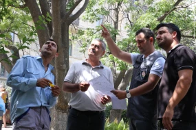 “İçərişəhər”də ağaclar nömrələnir - FOTO 