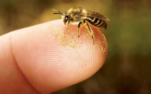 İsmayıllıda dilindən arı sancan kişi öldü - Yenilənib