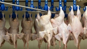 Azərbaycanda quş əti ilə özünütəminat səviyyəsi kəskin azaldı -&nbsp;SƏBƏB