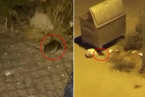 Siçovullar şəhəri işğal etdi