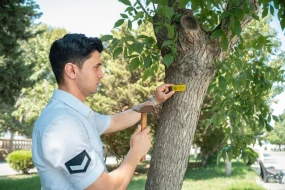 Yalnız nişanlanmış ağaclarla bağlı müraciətlərə rəy veriləcək