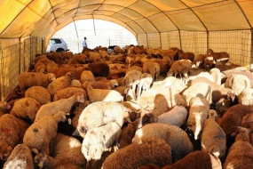 Göygöldə 62 baş xırdabuynuzlu heyvan oğurlandı - FOTO