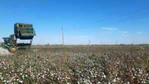 Biləsuvarda pambıq sahəsində yanğın oldu&nbsp;