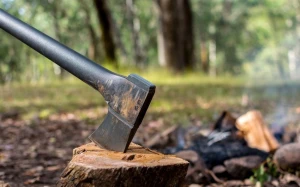 Bir neçə rayonda yaşıllıqlar məhv edildi