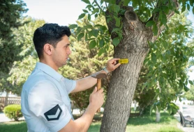 Meşələrdə ağacların nişanlanması başlanılıb