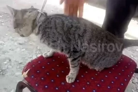 Azərbaycanda dəhşət - Kürdəmir sakini pişiyi asdı