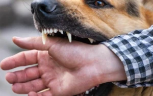 Balakəndə çoban iti 83 yaşlı kişini parçalayaraq öldürdü