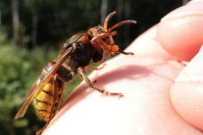 Şahbuzda 66 yaşlı kişi arı sancması nəticəsində öldü