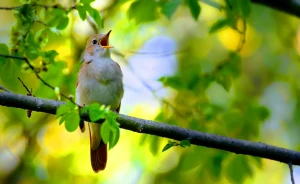 Quşlar niyə ancaq səhərlər oxuyur? - Araşdırma