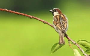 Sərçələrin sayı sürətlə azalır - SƏBƏB