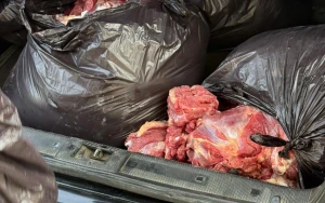 Bakıda 154 kq at ətini mal əti adı ilə satmaq istədilər - FOTOLAR