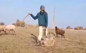 Samuxda heyvanı qamçı ilə döyən çoban məsuliyyətə cəlb edildi